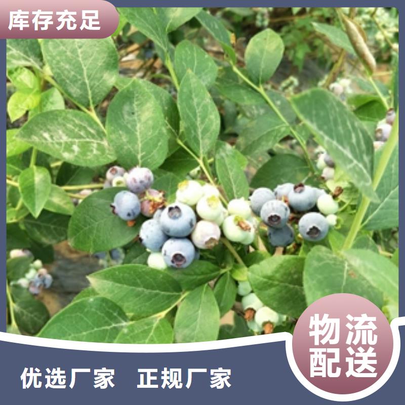 藍(lán)莓苗泰山景松造型景松豐富的行業(yè)經(jīng)驗(yàn)