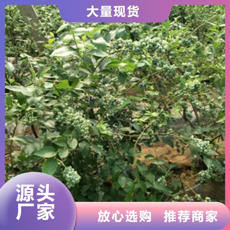 藍莓苗-核桃苗櫻花苗長果桑樹苗海量現貨直銷