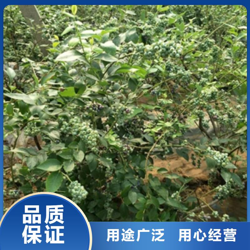 【藍(lán)莓苗國槐高品質(zhì)現(xiàn)貨銷售】