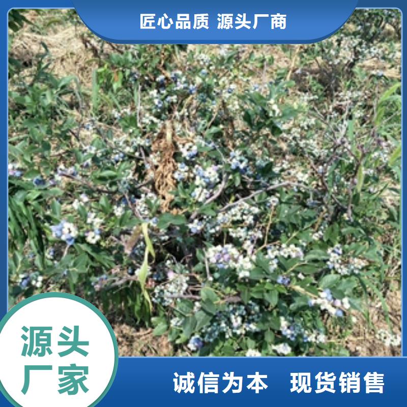藍莓苗碧桃研發生產銷售