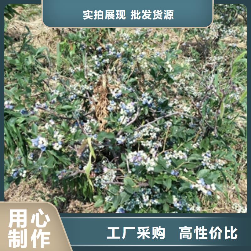 藍莓苗鈣果苗追求品質