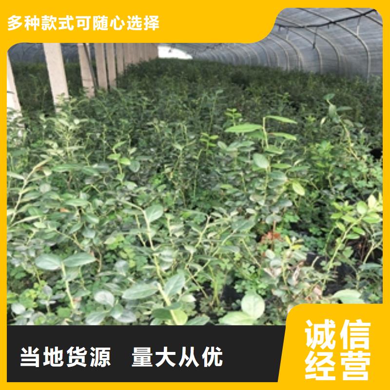 藍莓苗占地果樹物美價優