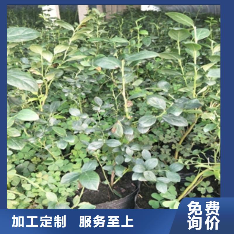 藍莓苗_泰山景松造型景松工廠直銷