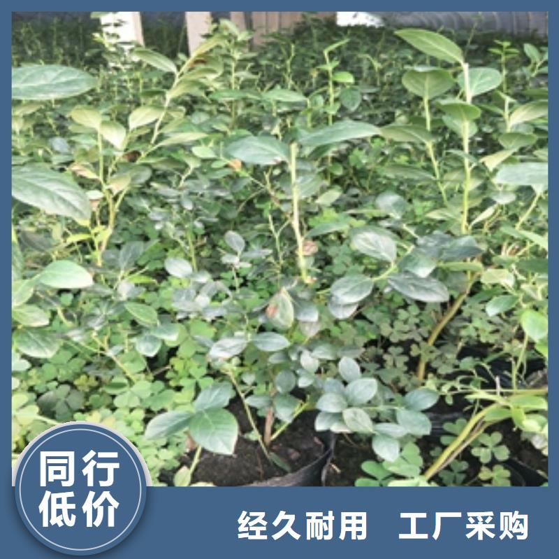藍(lán)莓苗泰山景松造型景松多種規(guī)格庫存充足