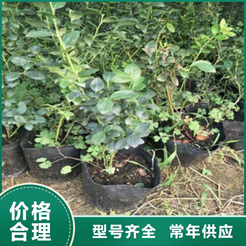 【藍莓苗】占地果樹做工細致