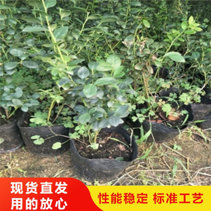 蓝莓苗款式新颖