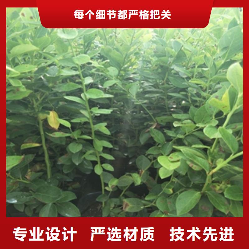 【藍(lán)莓苗占地果樹專注品質(zhì)】