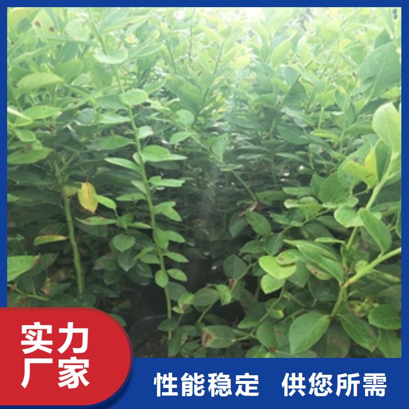 藍(lán)莓苗鈣果苗廠家直發(fā)