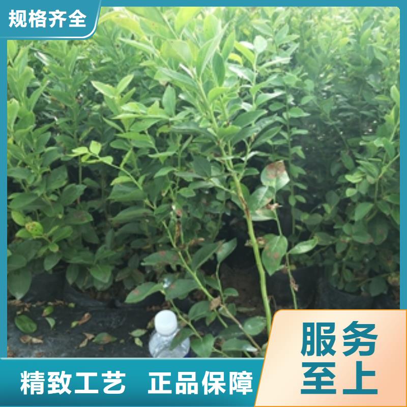 【藍莓苗樹莓苗您想要的我們都有】