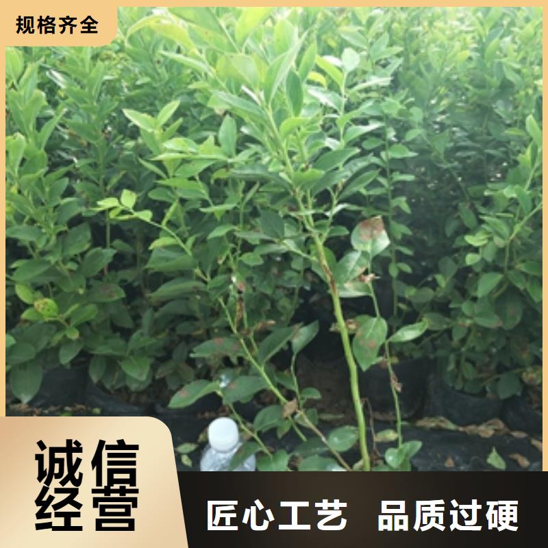 藍(lán)莓苗占地果樹貨品齊全