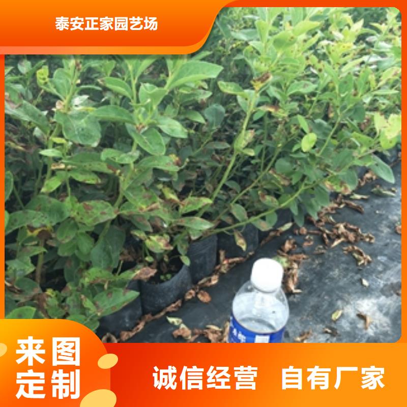 【藍莓苗泰山景松造型景松批發(fā)商】