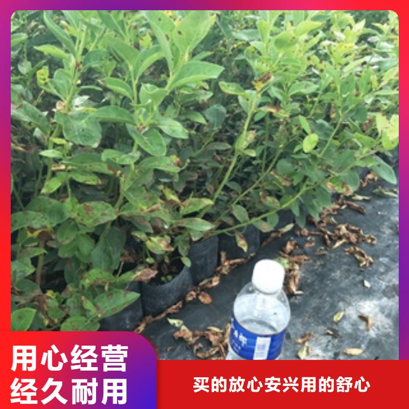 藍(lán)莓苗泰山景松造型景松多種規(guī)格庫存充足