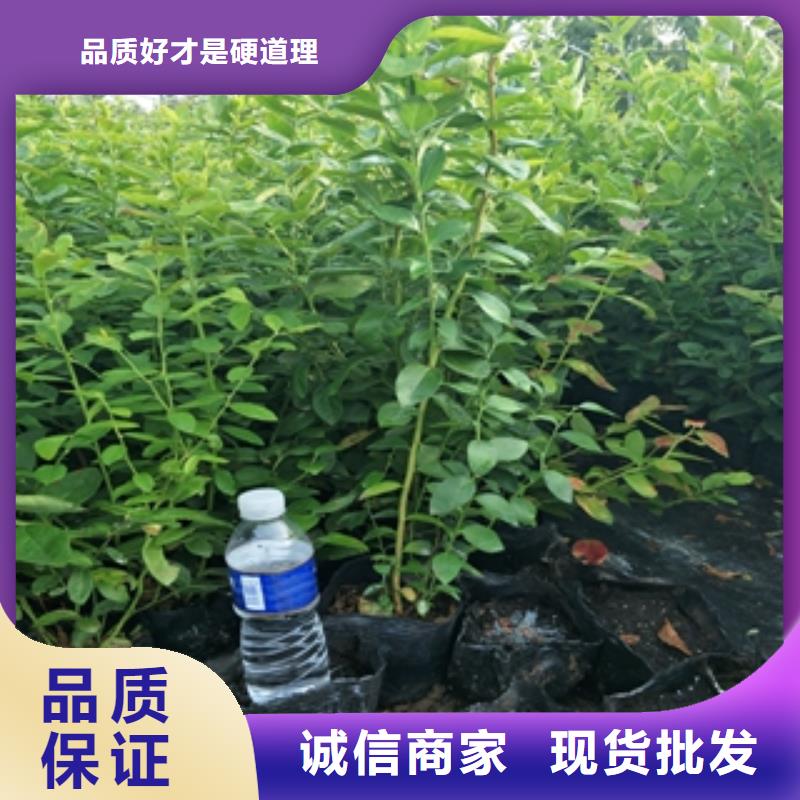 藍(lán)莓苗鈣果苗廠家直發(fā)