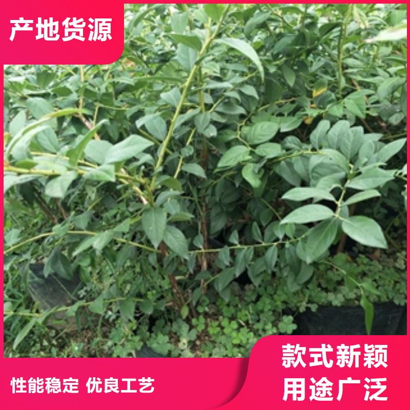【藍莓苗樹莓苗您想要的我們都有】