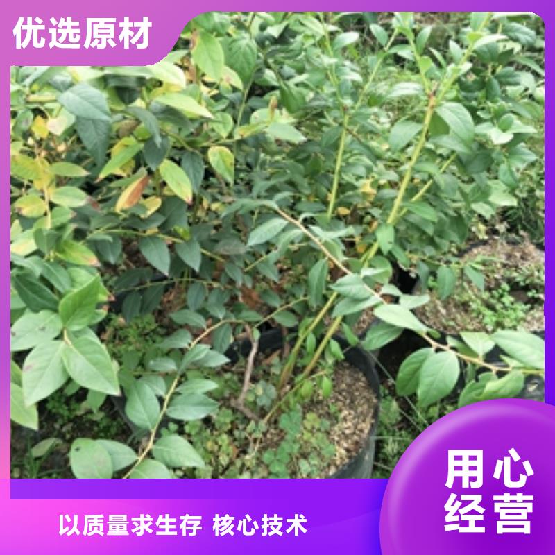 【藍莓苗樹莓苗您想要的我們都有】