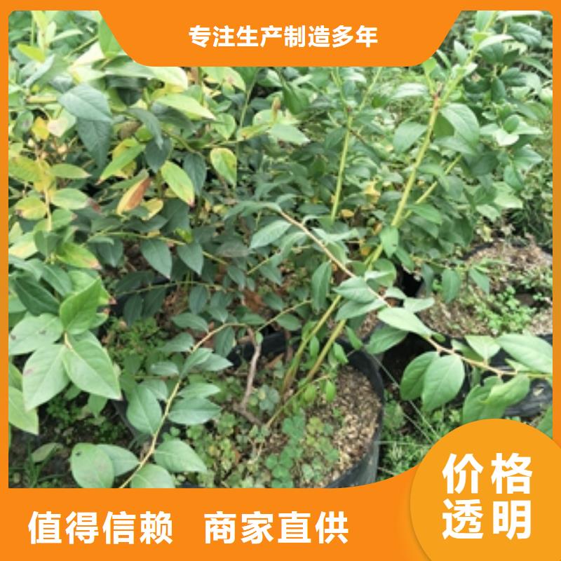 【藍莓苗樹莓苗您想要的我們都有】