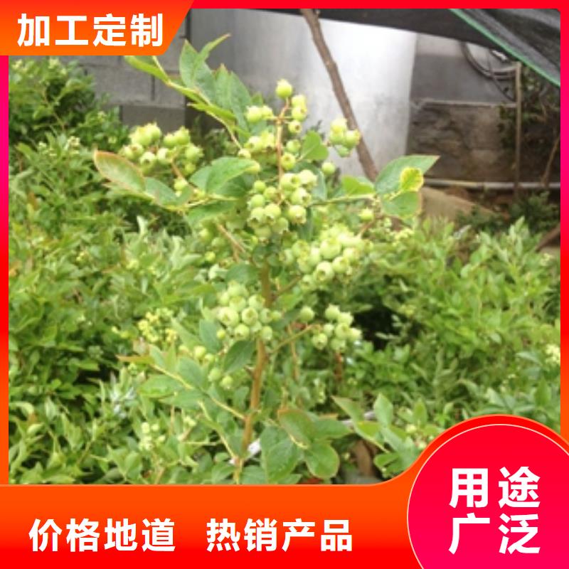 【藍莓苗樹莓苗您想要的我們都有】