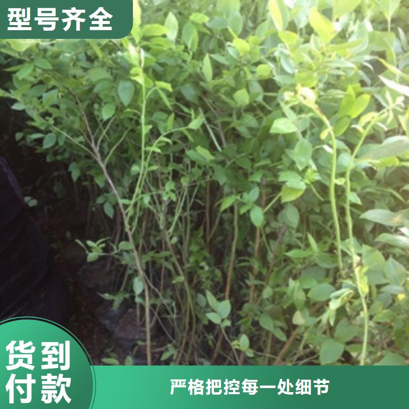 藍(lán)莓苗泰山景松造型景松多種規(guī)格庫存充足