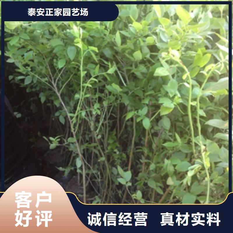 【藍莓苗樹莓苗您想要的我們都有】
