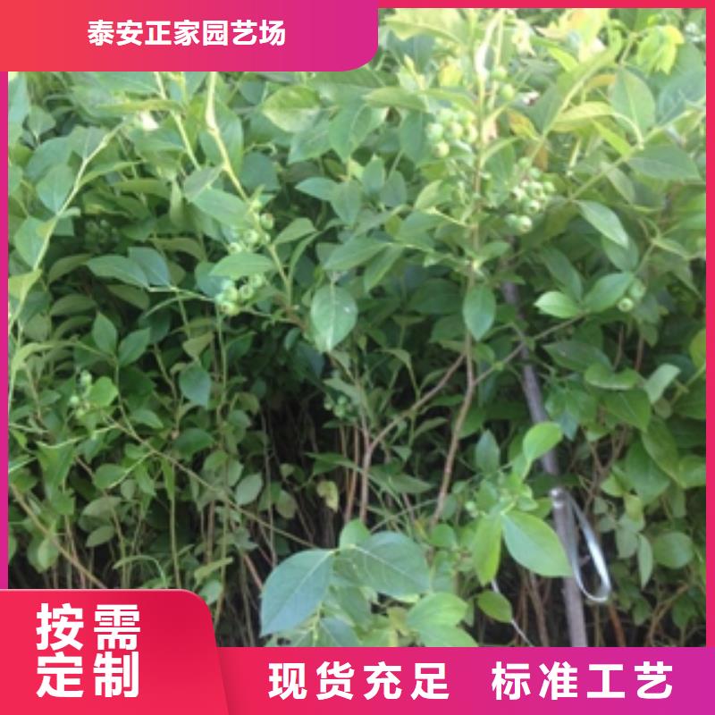 【藍莓苗樹莓苗您想要的我們都有】