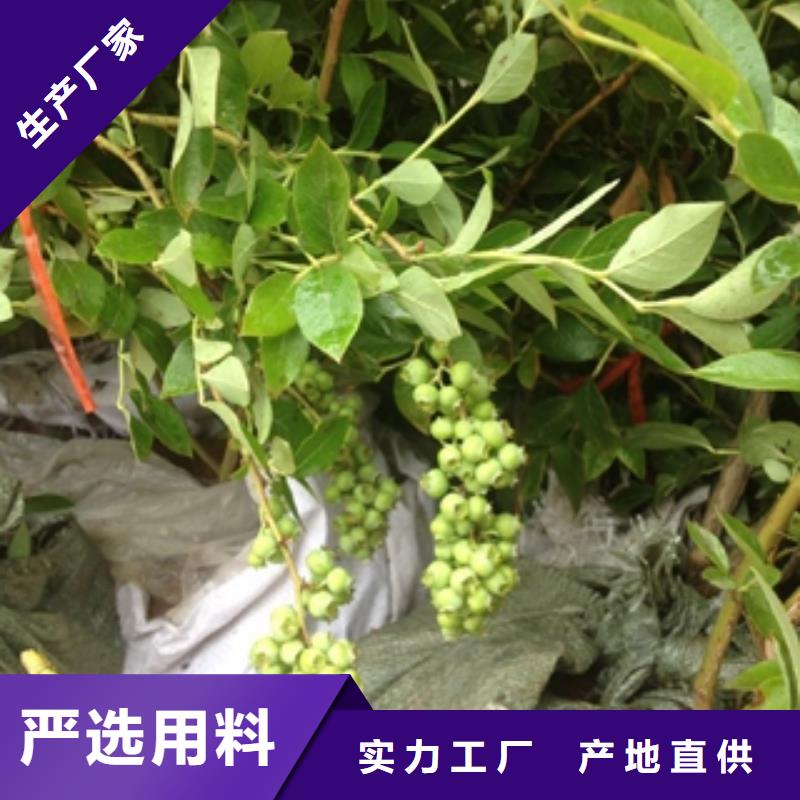 【藍(lán)莓苗占地果樹專注品質(zhì)】