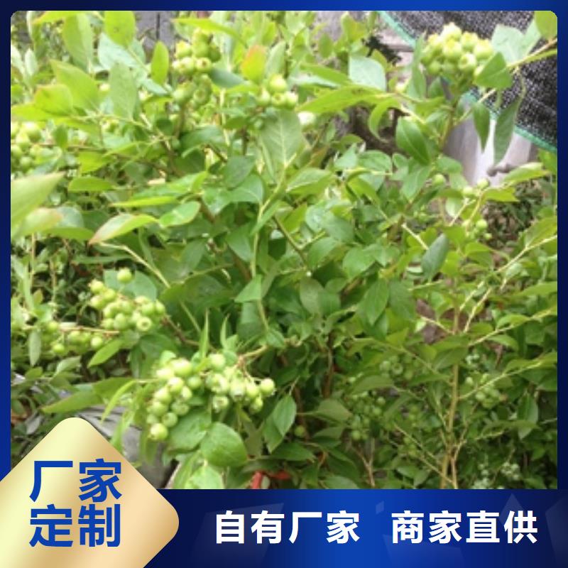 【藍(lán)莓苗占地果樹專注品質(zhì)】