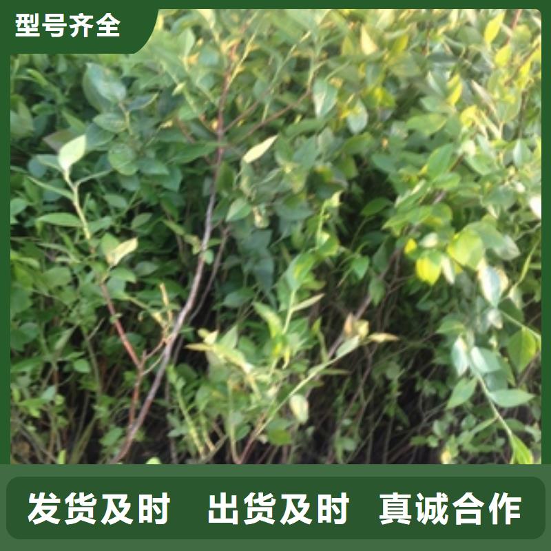 藍(lán)莓苗占地果樹貨品齊全