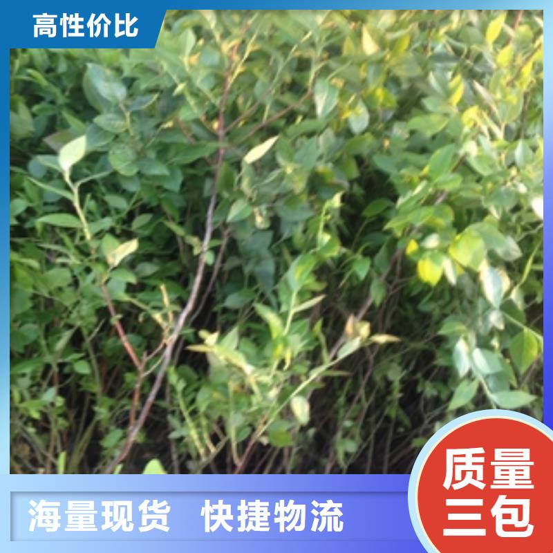 藍(lán)莓苗泰山景松造型景松多種規(guī)格庫存充足