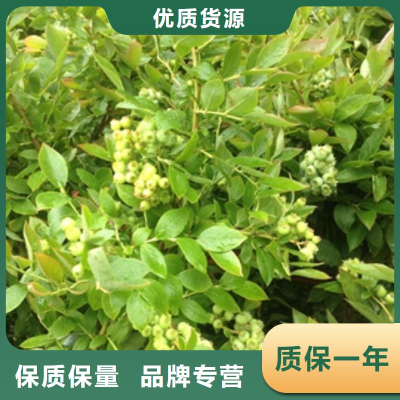 【藍莓苗樹莓苗您想要的我們都有】