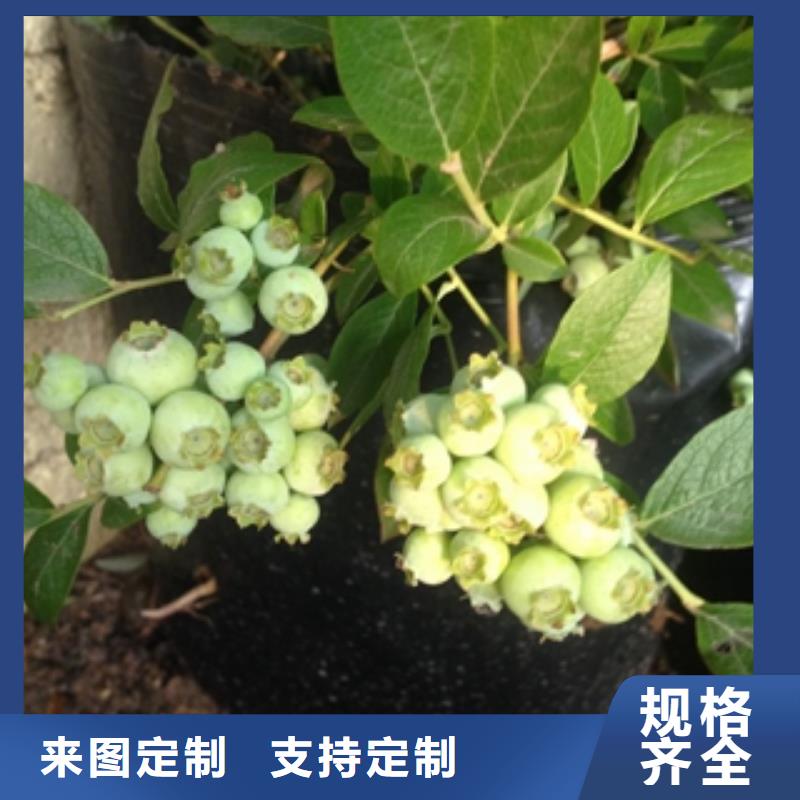 厂家直销货源充足(正家)蓝莓苗核桃苗 樱花苗 长果桑树苗从厂家买售后有保障