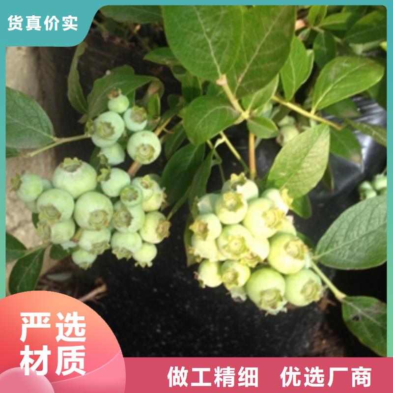 源头厂家供应【正家】蓝莓苗绿化树 绿化工程物流配送