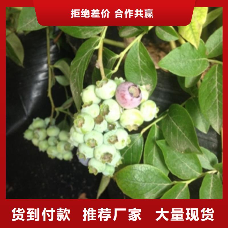 源头厂家供应【正家】蓝莓苗绿化树 绿化工程物流配送