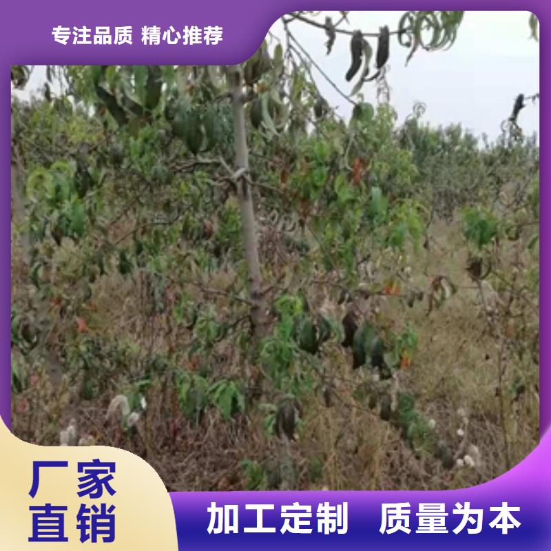 【桃树_占地果树多种规格供您选择】