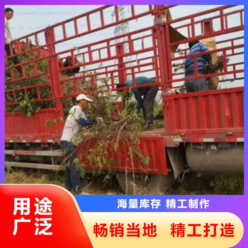 桃樹鈣果苗重信譽廠家