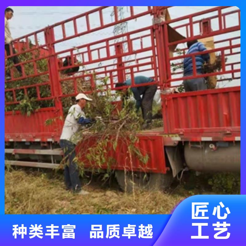【桃樹,碧桃廠家規格全】
