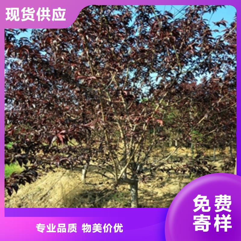 桃樹,綠化樹綠化工程按需定制