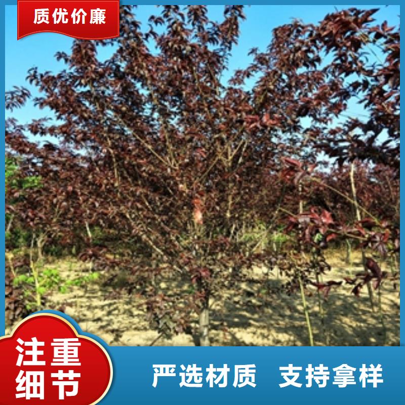 桃樹_鈣果苗源頭工廠