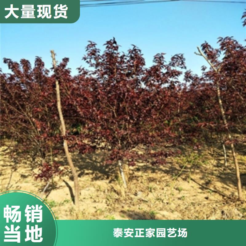 桃樹占地果樹歡迎來電咨詢