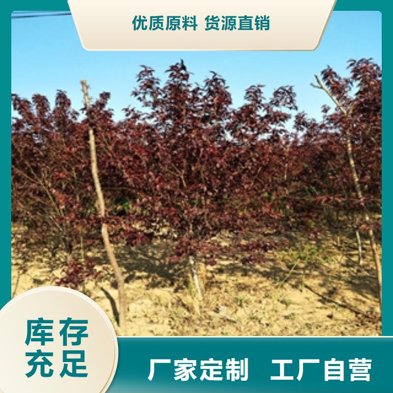 桃樹(shù)核桃苗櫻花苗長(zhǎng)果桑樹(shù)苗暢銷(xiāo)本地