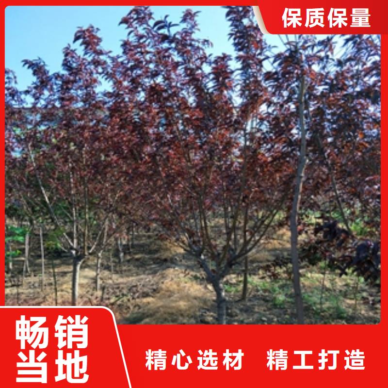 桃樹泰山景松造型景松免費詢價