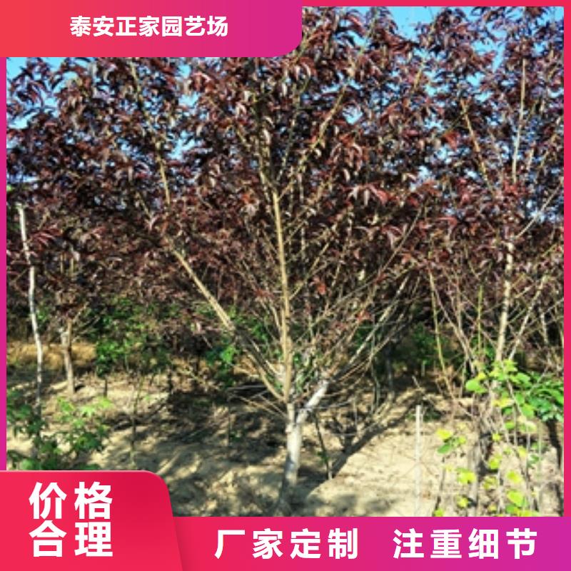 桃樹鈣果苗工期短發貨快