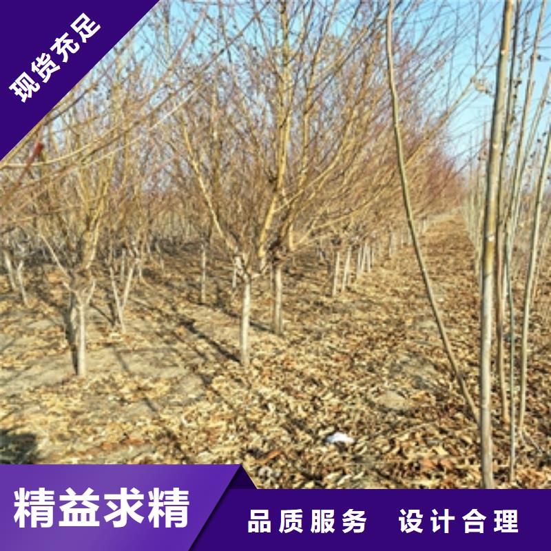 桃樹占地果樹歡迎來電咨詢