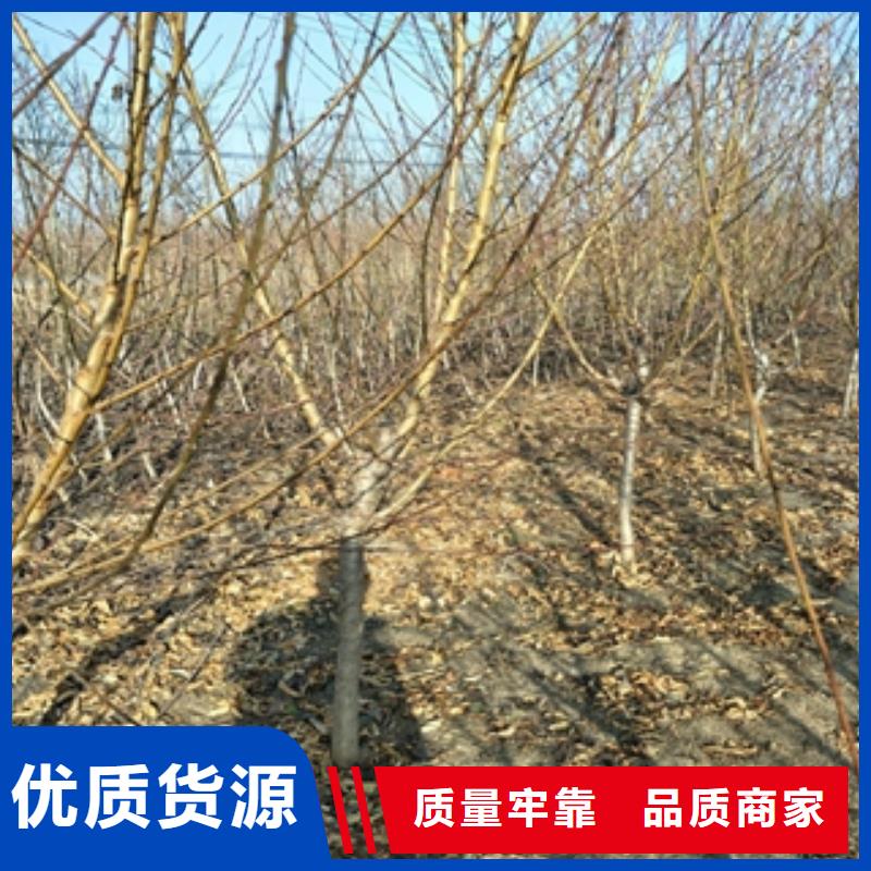 桃树_泰山景松造型景松支持定制批发