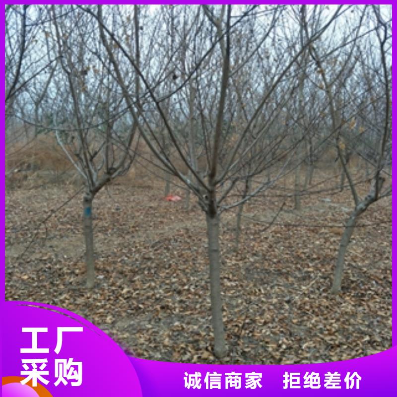 【桃樹占地果樹真實拍攝品質可靠】