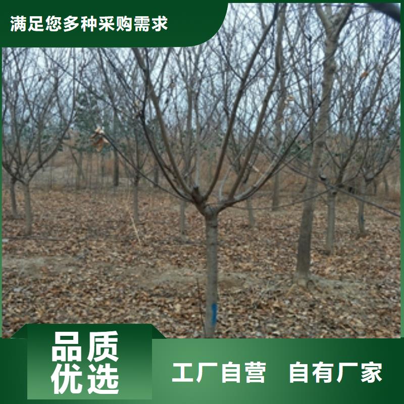 【桃樹占地果樹真實拍攝品質可靠】