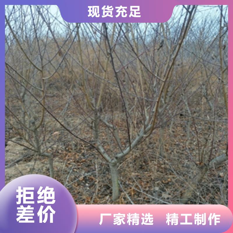 桃樹_鈣果苗源頭工廠