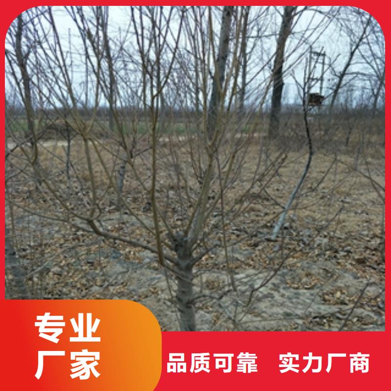 桃樹鈣果苗工期短發(fā)貨快