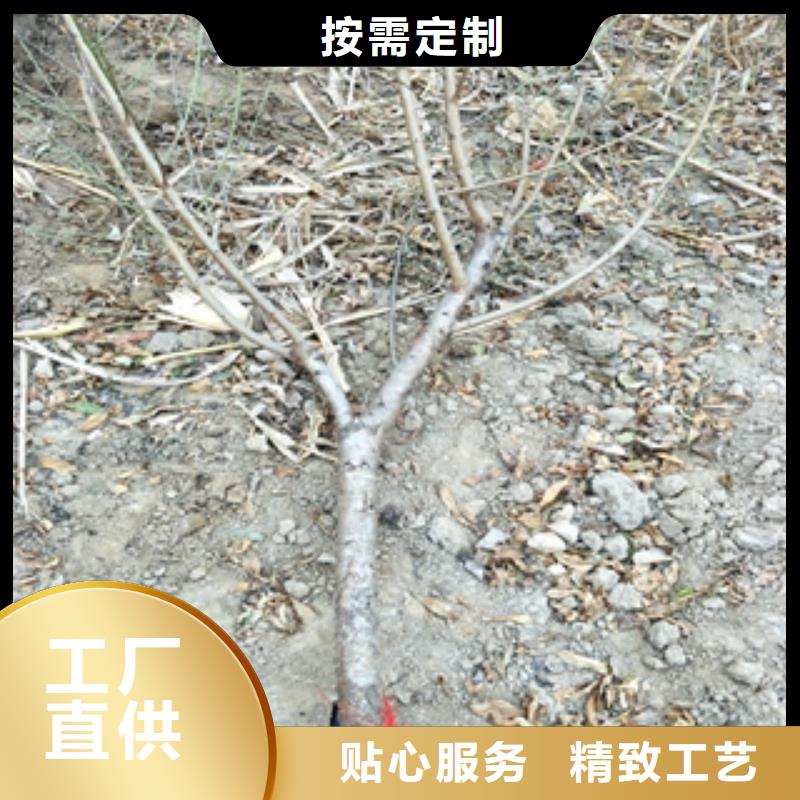 桃树,占地果树24小时下单发货