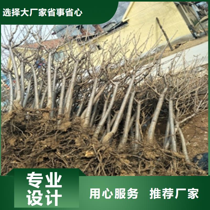 【桃树蓝莓苗源头厂家经验丰富】