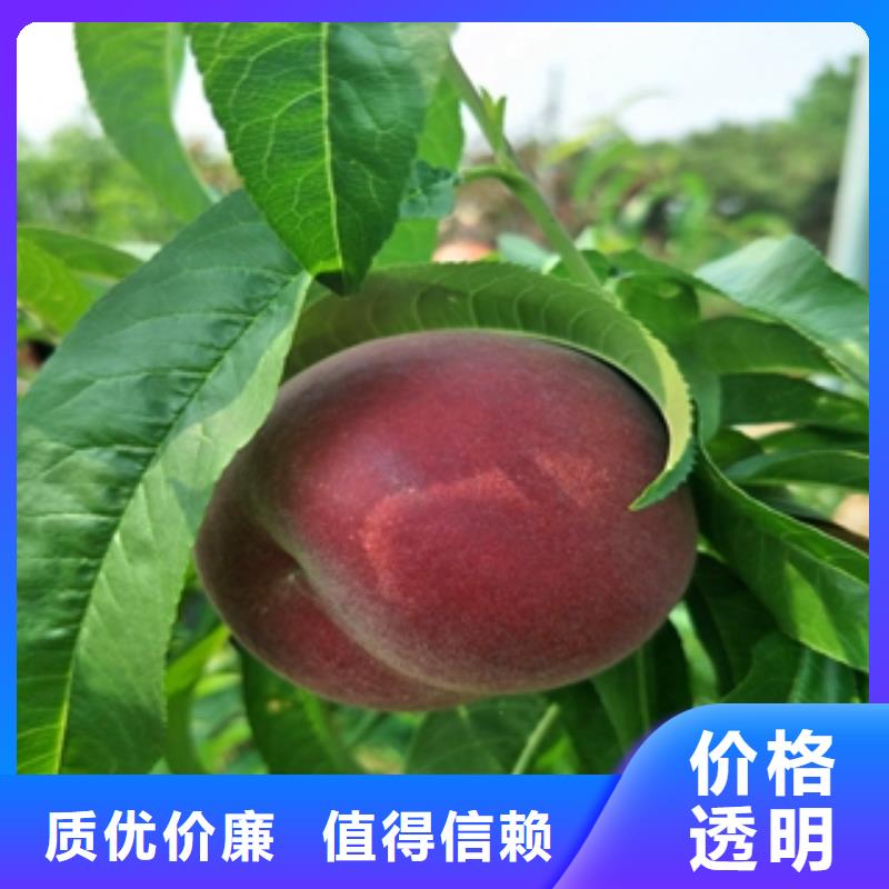 桃樹(shù)泰山景松造型景松熱銷產(chǎn)品